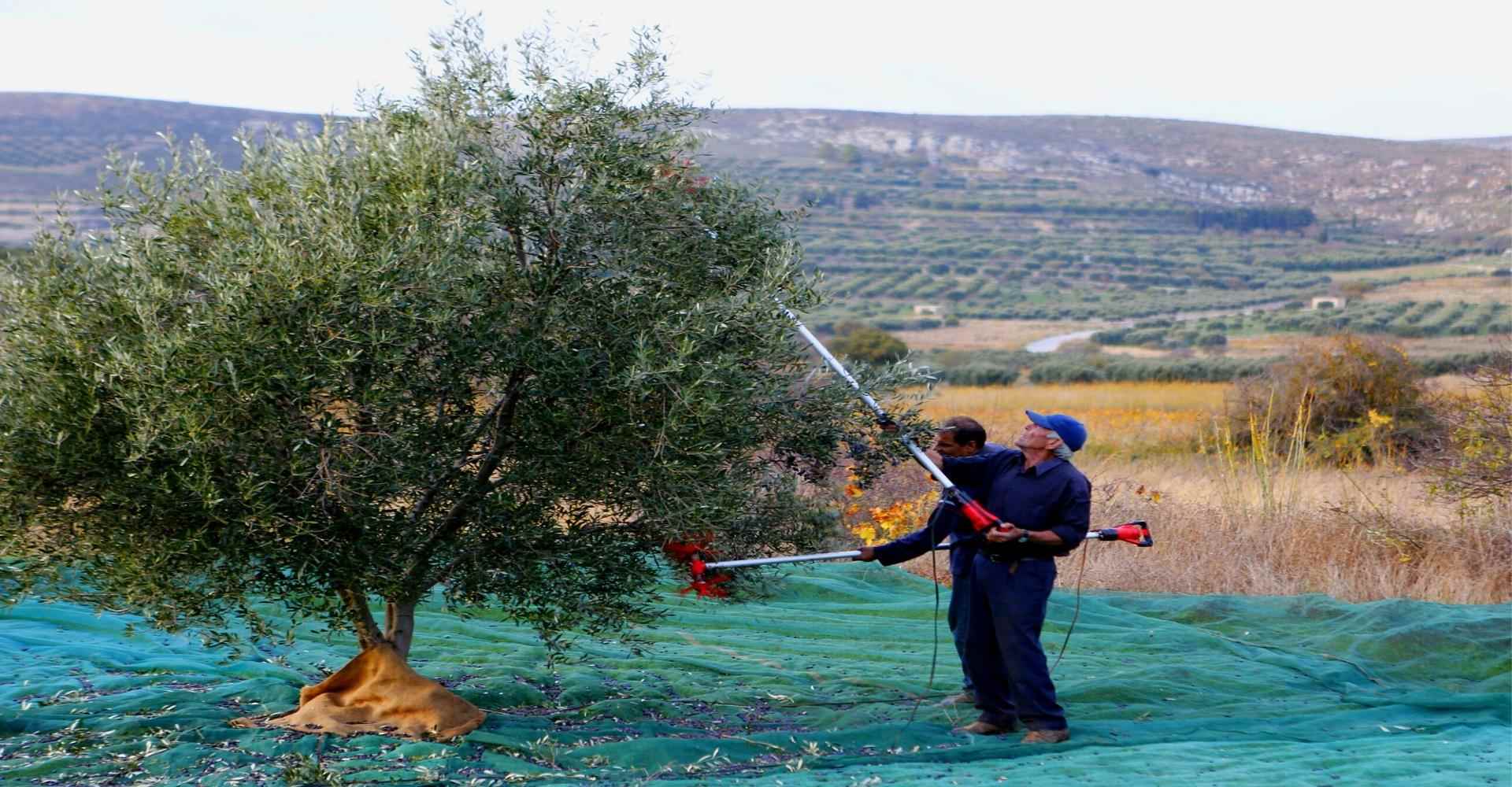 olive tree with old man in greece