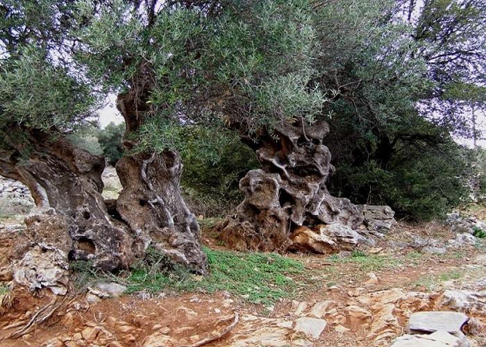 old olive tree in Greece