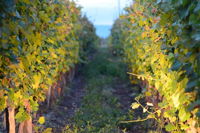 Mendoza, la mas bella vineyard