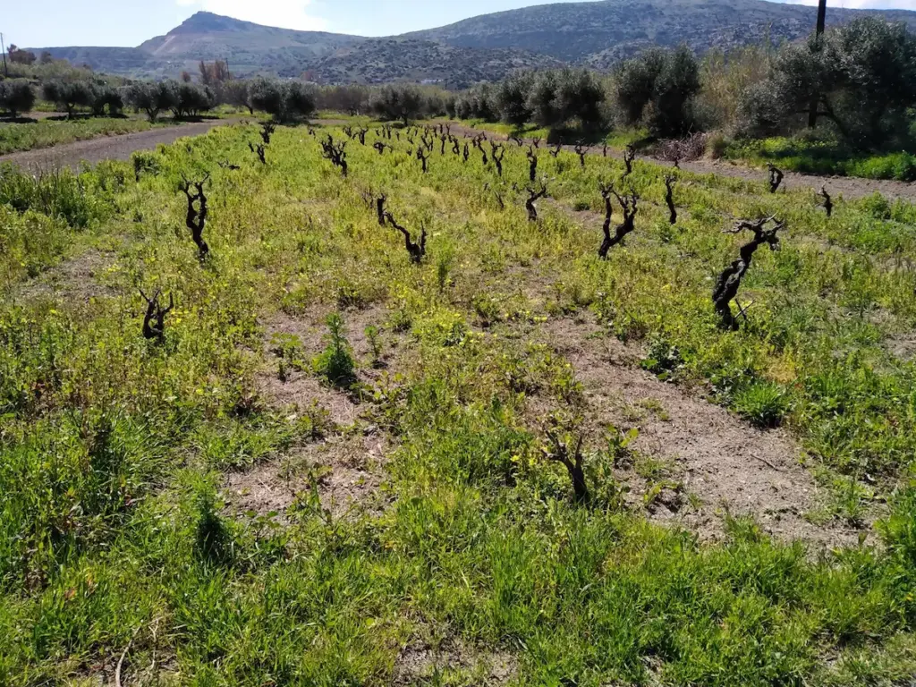 Kostantakis Cave Winery: το μοναδικό οινοποιείου της Μήλου - FlagInLife