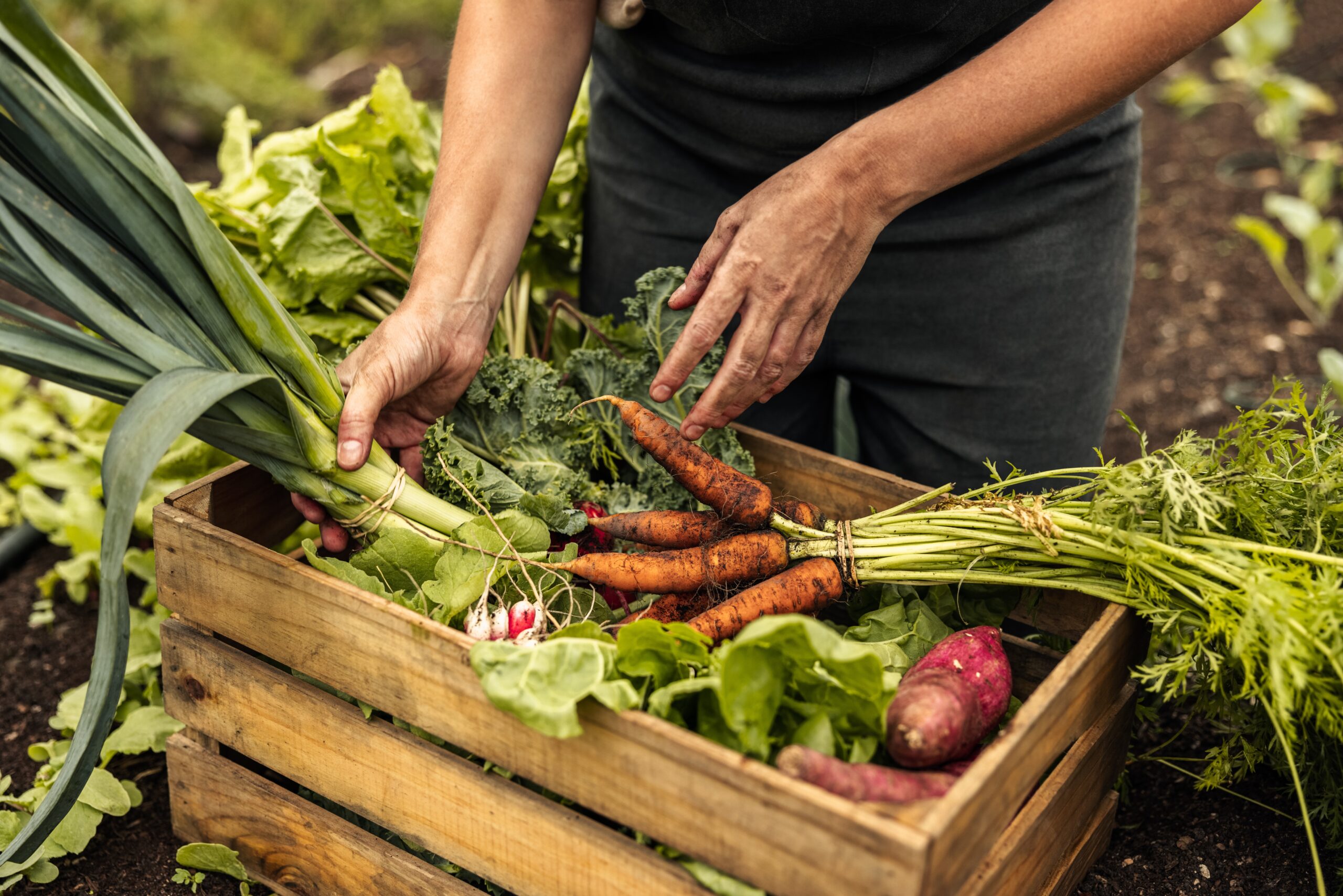 Vegetable,Farmer,Arranging,Freshly,Picked,Produce,Into,A,Crate,On