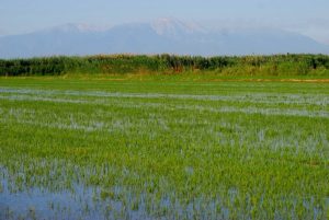 Ελληνικό Ρύζι: Πηγή ζωής, νόστιμο γεύσεων, αλλά και "αιματοδότης" της εθνικής οικονομίας - FlagInLife