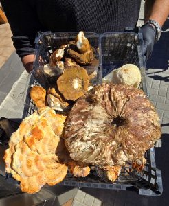 Satyrus: Εκεί όπου ο Ερμής ξαναγεννιέται μέσα στη φωτιά της Ζήρειας - FlagInLife