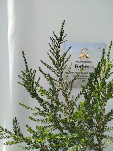 Baos Mykonos: Ο γαστρονομικός φάρος της Μυκόνου που αφηγείται την Ελλάδα μέσα από τη μαγειρική του Παναγιώτη Τσουκάτου - FlagInLife