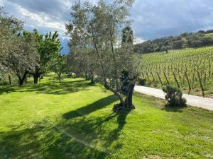 La Tour Melas: Wine tasting, πολυτελή lodges και ένα από τα κορυφαία ελληνικά οινοποιεία - FlagInLife