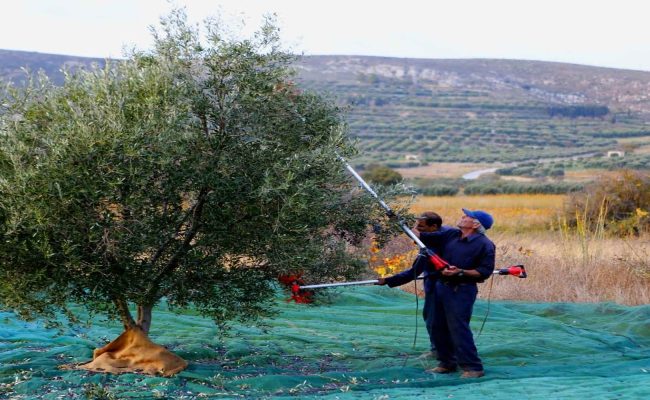 olive tree with old man in greece