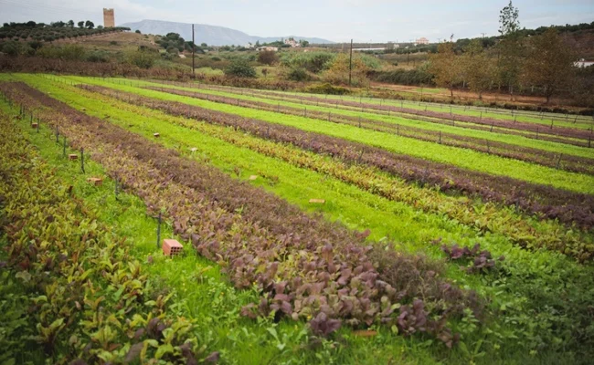 Φάρμα στα Μεσόγεια Δειπνοσοφιστήριον