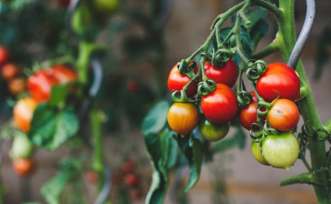 markus-spiske-3rGrIigBq8Q-unsplash