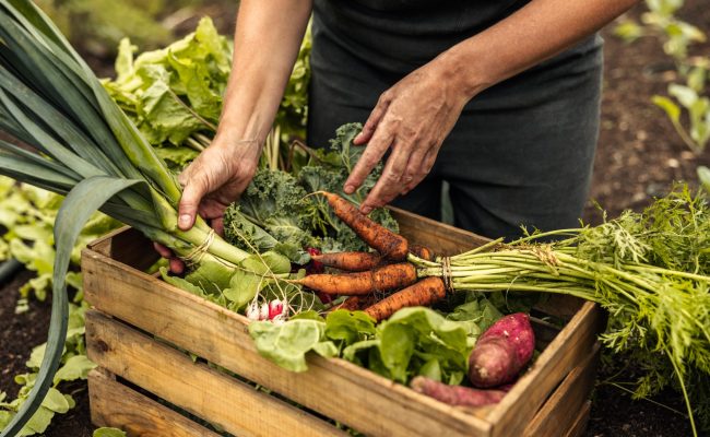 Vegetable,Farmer,Arranging,Freshly,Picked,Produce,Into,A,Crate,On