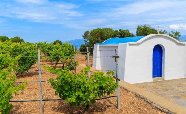 santorini vineyard